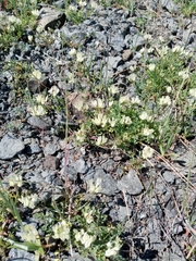 Astragalus breweri