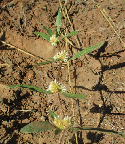 Alternanthera sessilis image