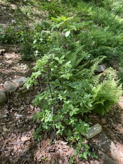 Rhododendron eastmanii