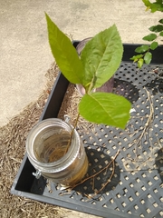 Magnoliopsida