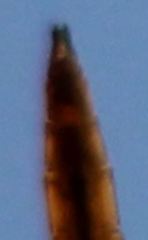 Tauriphila australis