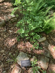 Rhododendron eastmanii