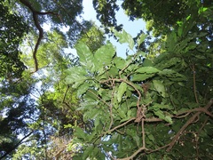 Justicia adhatodoides