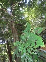 Justicia adhatodoides