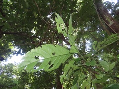 Justicia adhatodoides