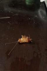 Blattoidae