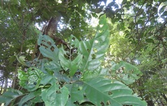 Justicia adhatodoides