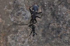 Acanthaspis obscura