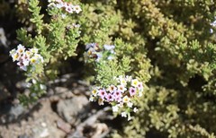 Heliotropium taltalense