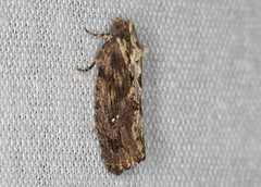 Oxysemaphora notialis