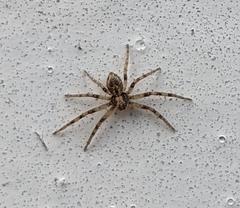Philodromus