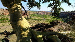 Ficus tettensis