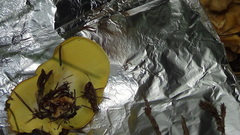 Xanthoporus syringae