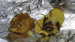 Xanthoporus syringae