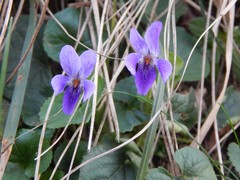 Viola odorata