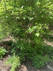 Rhododendron colemanii