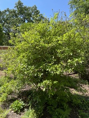 Rhododendron colemanii