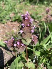 Lamium purpureum