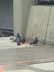 Columba livia domestica