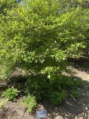 Rhododendron colemanii