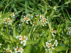 Calepina irregularis