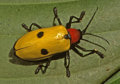 Alurnus orbignyi