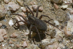 Varacosa avara