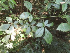 Cyphostemma hypoleucum