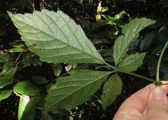 Cyphostemma hypoleucum