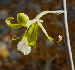 Eulophia epidendraea