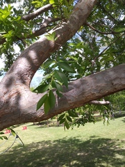 Ulmus parvifolia