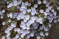 Nolana aplocaryoides