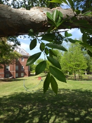 Ulmus parvifolia