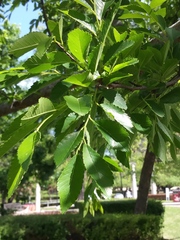 Ulmus parvifolia