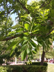 Ulmus parvifolia