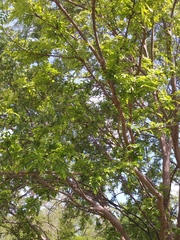 Ulmus parvifolia