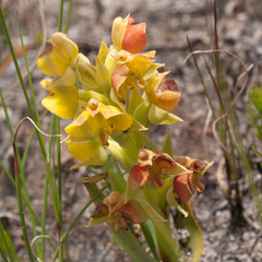 Pterygodium acutifolium
