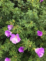 Magnoliopsida