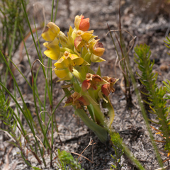 Pterygodium acutifolium