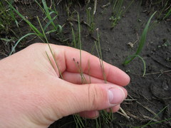 Eleocharis tenuis verrucosa