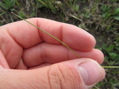 Eleocharis tenuis verrucosa