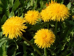 Taraxacum officinale