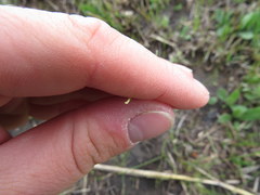 Eleocharis tenuis verrucosa