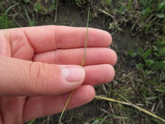 Eleocharis tenuis verrucosa