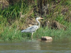 Ardea cinerea