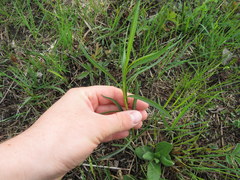 Euthamia gymnospermoides
