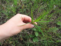 Euthamia gymnospermoides