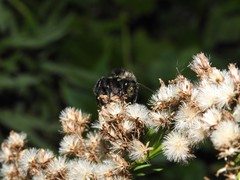 Bombus pauloensis