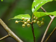 Embelia tsjeriam-cottam