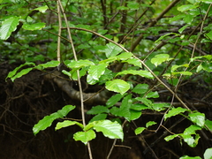 Embelia tsjeriam-cottam